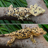 Orange Tiger Super Dalmatian Crested Gecko