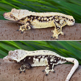 Tricolor Whiteout Pinstripe Crested Gecko