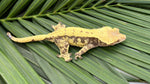 Whiteout Harlequin Crested Gecko "Rowdy"