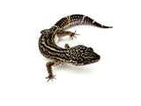 Pure Black Night Leopard Gecko Male