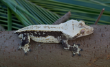 Dark and Cream Quadstripe Crested Gecko