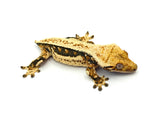 NICE Cream Tricolor Quadstripe Crested Gecko