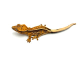 Tangerine Quadstripe Whiteout Crested Gecko (Matrix offspring)