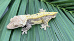 Snowflake Cream Quadstripe Dalmatian Crested Gecko "Stripes"