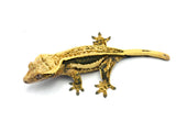 Tangerine Whiteout Quadstripe Crested Gecko (THICK LATS)