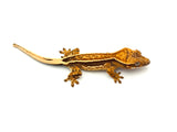 Tangerine Quadstripe Whiteout Crested Gecko (Matrix offspring)