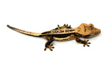 Perfect Whiteout Quadstripe Emptyback Dalmatian Crested Gecko