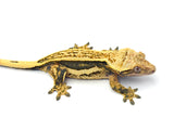 Tangerine Whiteout Quadstripe Crested Gecko (THICK LATS)