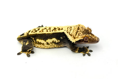 Dark Whiteout Quadstripe Crested Gecko