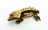 Dark Whiteout Quadstripe Crested Gecko