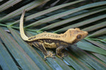 Lavander Harlequin Quadstripe Crested Gecko