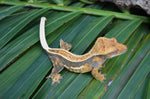 Lavender Quadstripe Crested Gecko