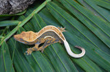 Lavender Quadstripe Crested Gecko