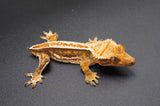 Tricolor Quadstripe Whiteout Crested Gecko