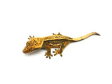 Tangerine Quadstripe Dalmatian Crested Gecko
