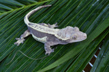 Lavender & Cream Quadstripe Crested Gecko (Gravid)