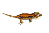 Red Six Striped Gargoyle Gecko (Pennywise offspring)