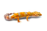 Tangerine Rainwater Leopard Gecko