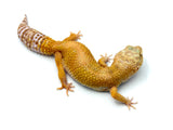 Rainwater Leopard Gecko Female