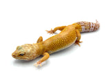 Rainwater Leopard Gecko Female