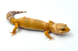 Rainwater Leopard Gecko Female