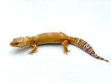 Rainwater Leopard Gecko Female