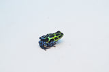 Zimmerman's poison frog