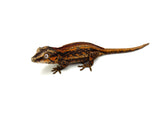 Red Abarrent Striped Gargoyle Gecko