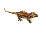 Red Abarrent Striped Gargoyle Gecko
