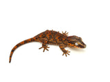 Red Super Blotched Gargoyle Gecko
