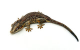 Red Aberrant Striped Gargoyle Gecko