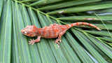 Red Banded Blotched Gargoyle Gecko