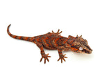 Red Super Blotched Gargoyle Gecko