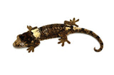 White Collar Pine Island Mossy Prehensile Tail Gecko
