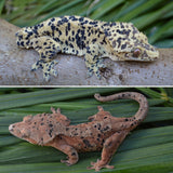 Orange Tiger Super Dalmatian Crested Gecko