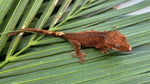 Rusty Red Dalmatian Crested Gecko (INCREDIBLE STRUCTURE)