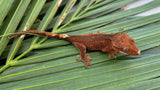 Rusty Red Dalmatian Crested Gecko (INCREDIBLE STRUCTURE)