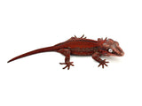 Red Striped Red Base Gargoyle Gecko (Kotex offspring)