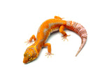 Red Diamond Cross Leopard Gecko