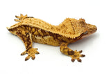 Drippy Red Harlequin Pinstripe Crested Gecko