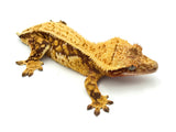 Drippy Red Harlequin Pinstripe Crested Gecko