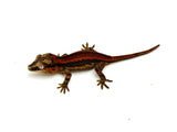 Red Striped Gargoyle Gecko