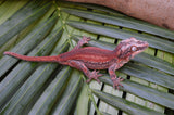 Red Striped Gargoyle Gecko