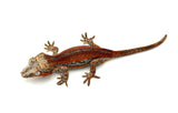 Red Striped Gargoyle Gecko (Dracula Jr offspring) Head Color