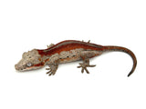 Red Striped Gargoyle Gecko