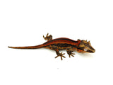 Red Striped Gargoyle Gecko