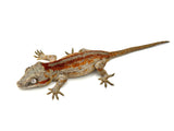 Red Striped Gargoyle Gecko
