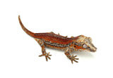 Red Striped Gargoyle Gecko (Dracula Jr offspring) Head Color
