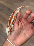 Red Aberrant Super Striped Gargoyle Gecko (Head color)