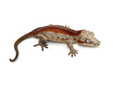 Red Striped Gargoyle Gecko